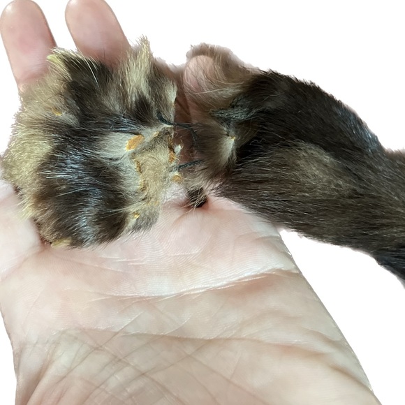 Genuine SILVER FOX FUR STOLE. - Picture 8 of 9